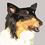 Danger Collie